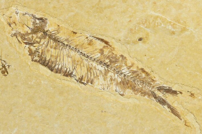 Bargain, 2.9" Fossil Fish (Knightia) - Green River Formation